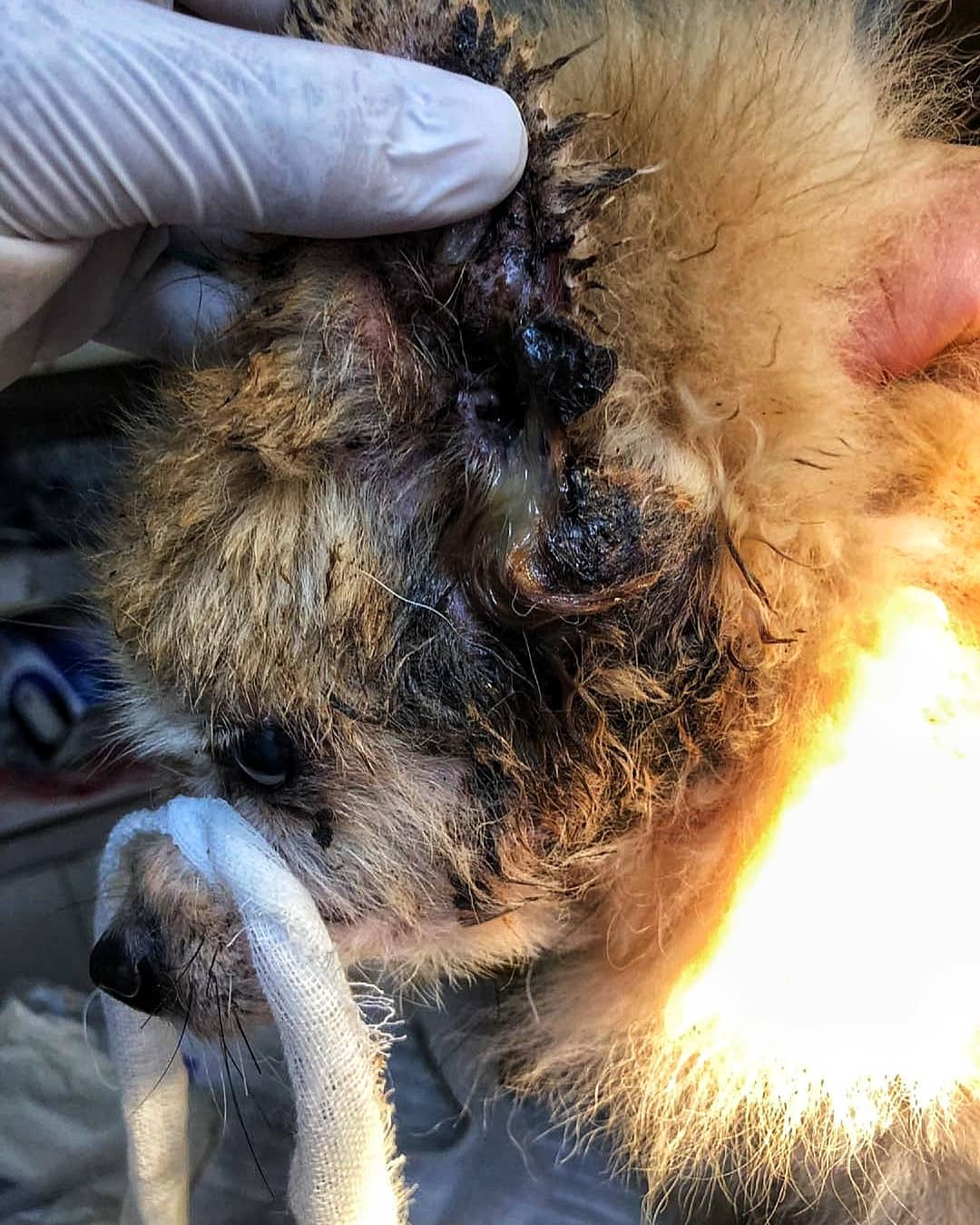 十四歲耳道腫瘤松鼠狗 遺棄個案 – Arc 動物救援 2020年