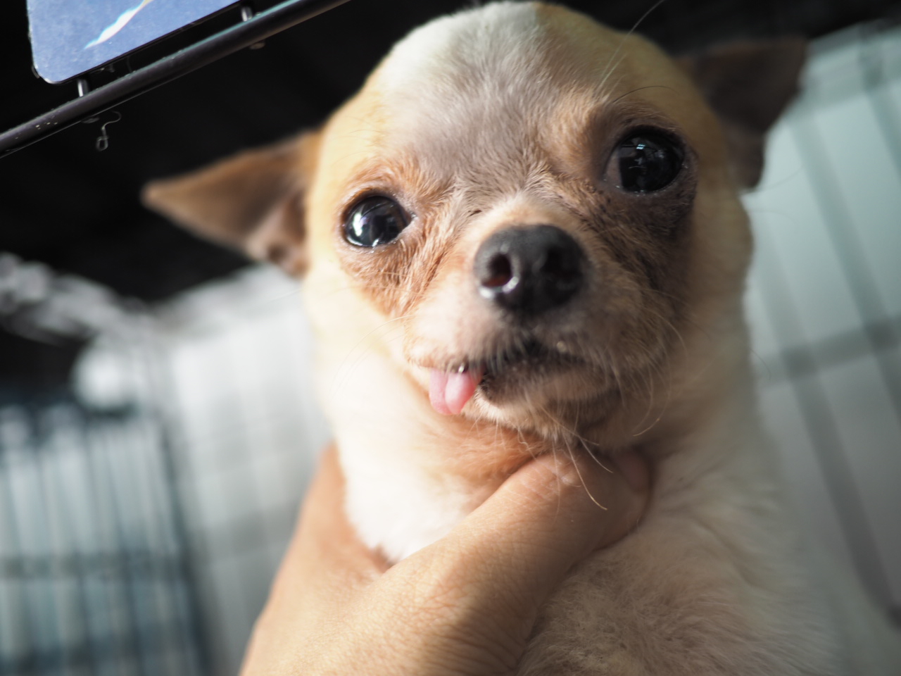 吉娃娃 犬淚溢症 遺棄個案 – Arc 動物救援 2018年