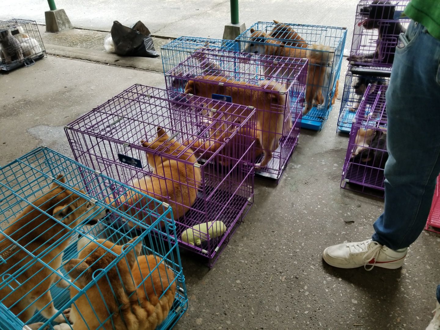 香港動物法例