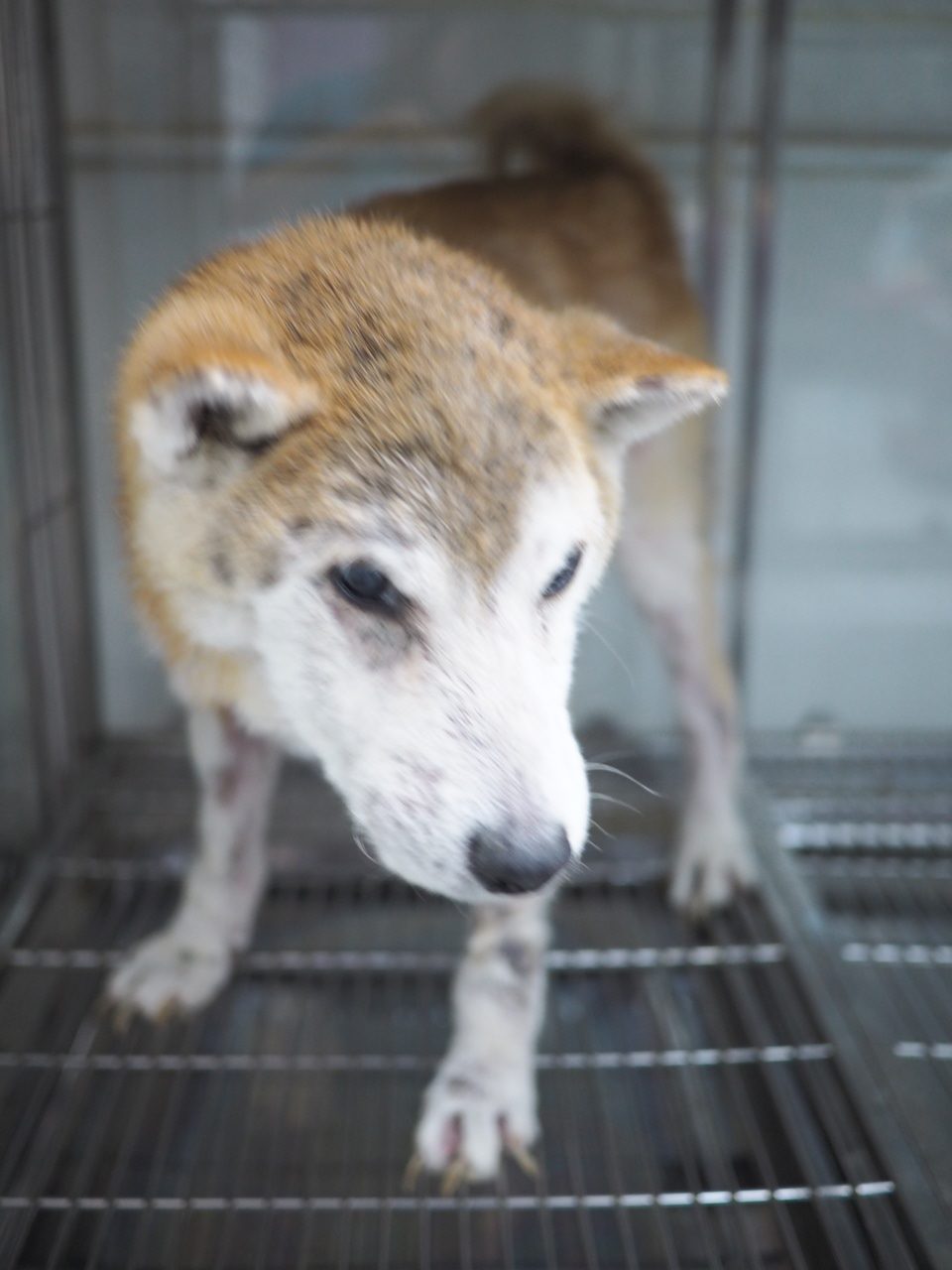 13歲柴犬 犬膿皮病 遺棄個案 – Arc 動物救援 2019年