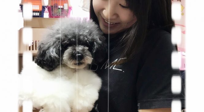 ARC的寵物美容課程加深了我對護理狗隻的認識
