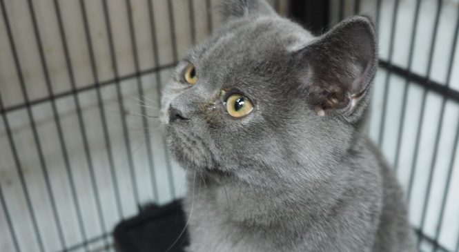 待領養英國短毛貓(British Shorthair)(男) (852)96919313/ whatsapp : 92141178