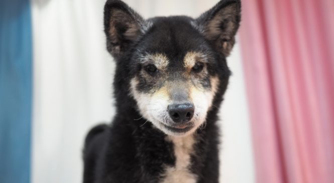 領養柴犬 (女) (852)96919313/ whatsapp : 92141178
