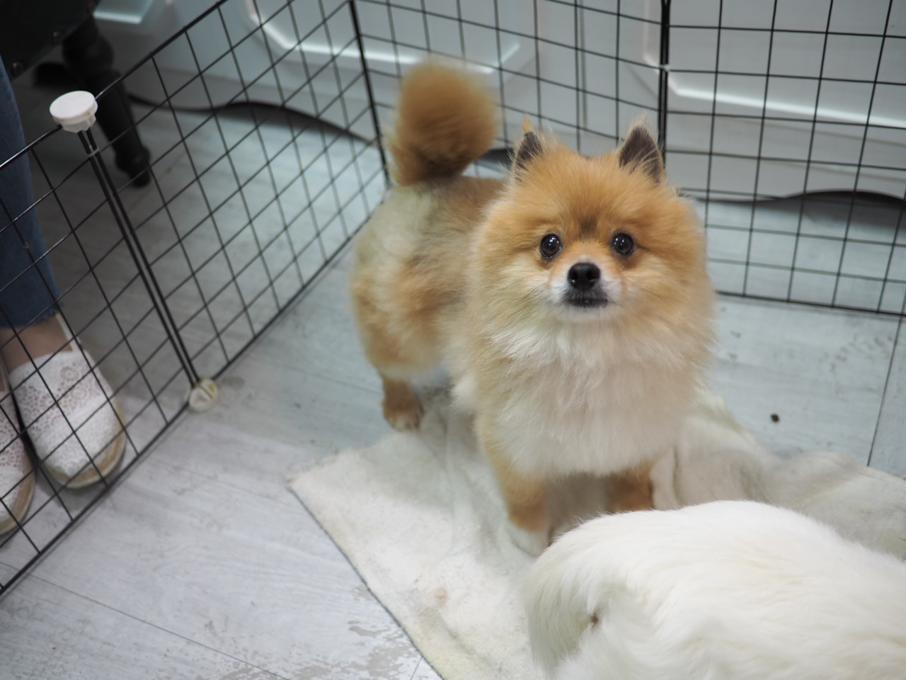 領養博美犬Pomeranian (女) (852)96919313/ whatsapp : 92141178