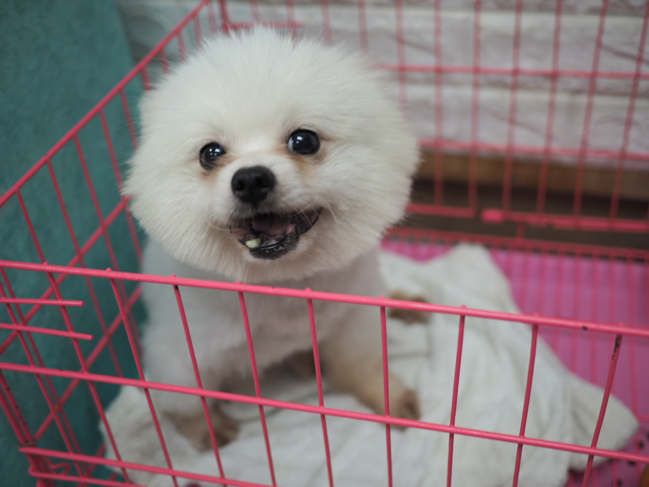 領養博美犬Pomeranian (男) (852)96919313/ whatsapp : 92141178