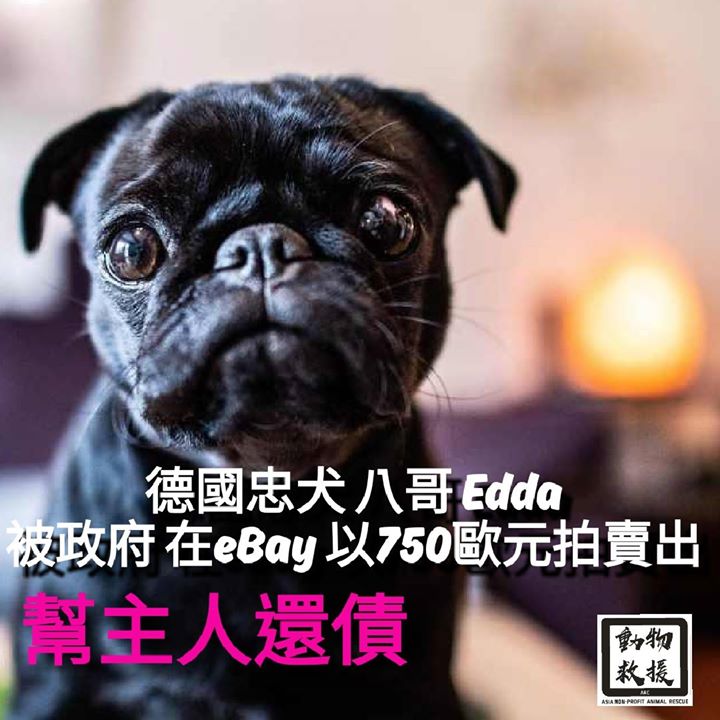 德國忠犬 八哥Edda 被政府在eBay 以750歐元拍賣出 幫主人還債