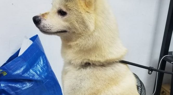 領養 日本秋田犬 (女) (852)96919313/ whatsapp : 92141178