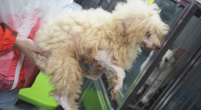 【Arc 動物救援 2019年9月26日】ASIA NON-PROFIT ANIMAL RESCUE