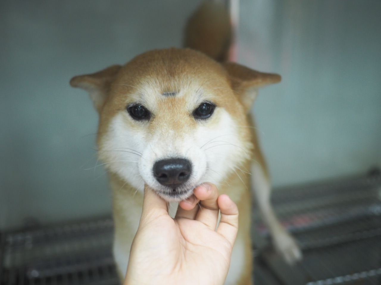 領養豆柴犬Shiba-Inu (女) (852)96919313/ whatsapp : 92141178
