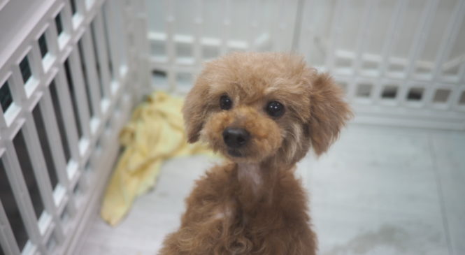 領養 Poodle (女) whatsapp (852)96919313