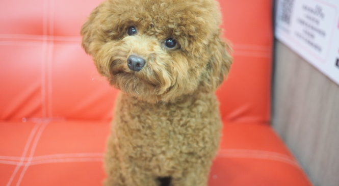 領養 Poodle (女) whatsapp (852)96919313