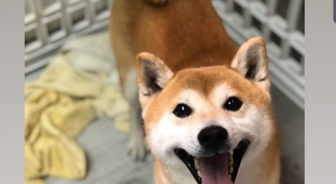 領養 柴犬 (女) whatsapp (852)96919313