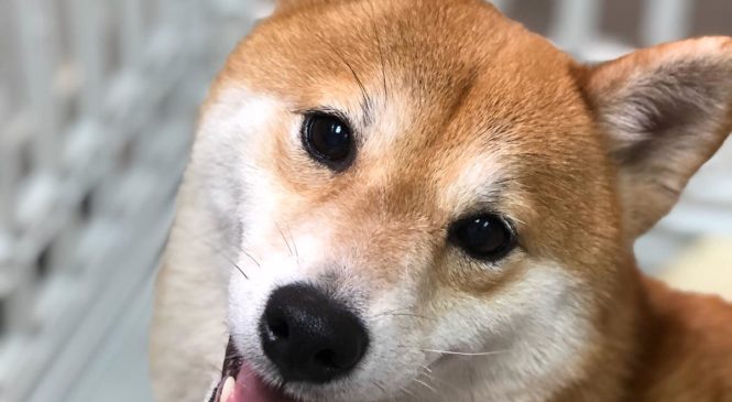 領養 柴犬 (女) whatsapp (852)96919313