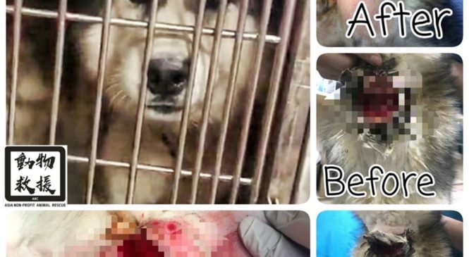 中國非牟利動物救援隊 – Husky 虐待事件