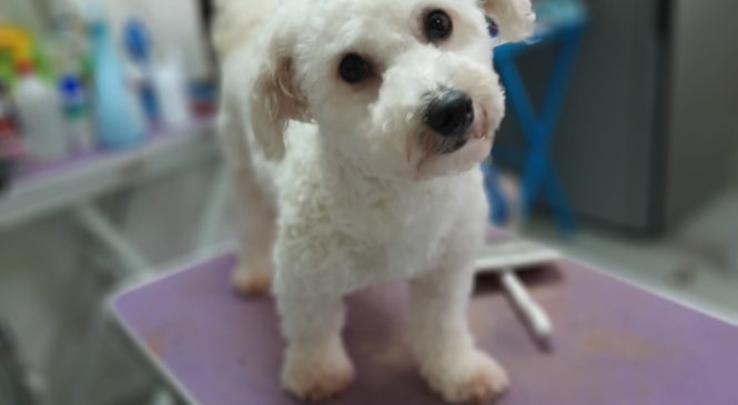 領養 比熊狗 (女) whatsapp (852)96919313