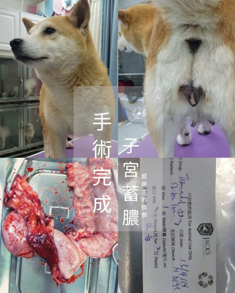 柴犬 子宮蓄膿 遺棄個案 – Arc 動物救援 2019年