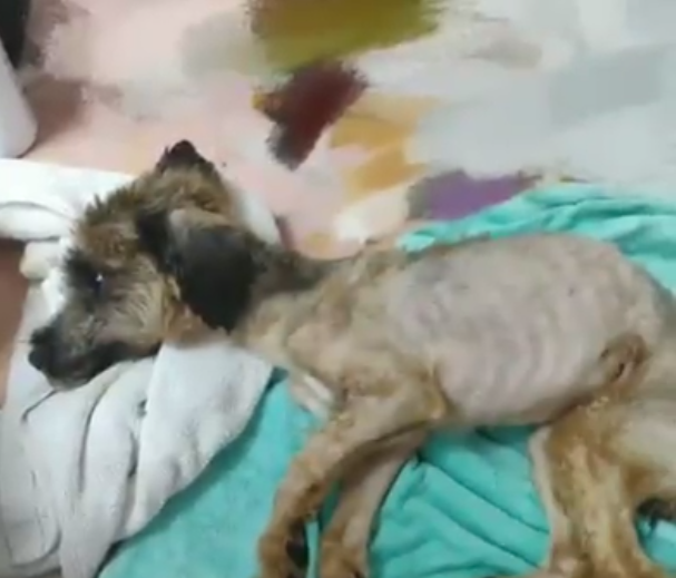 拉薩犬 中風癱瘓 遺棄個案 – Arc 動物救援 2019年