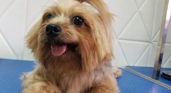 領養約瑟犬 (男) whatsapp (852)96919313