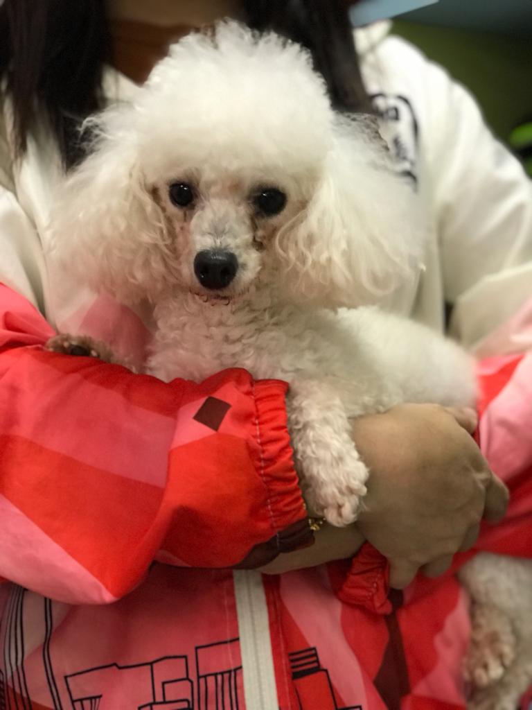 领养 茶杯贵妇狗 (男) whatsapp (852)96919313