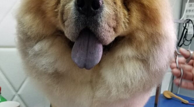 領養 CHOW CHOW (男) whatsapp (852)96919313