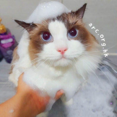 專業貓科美容護理證書課程