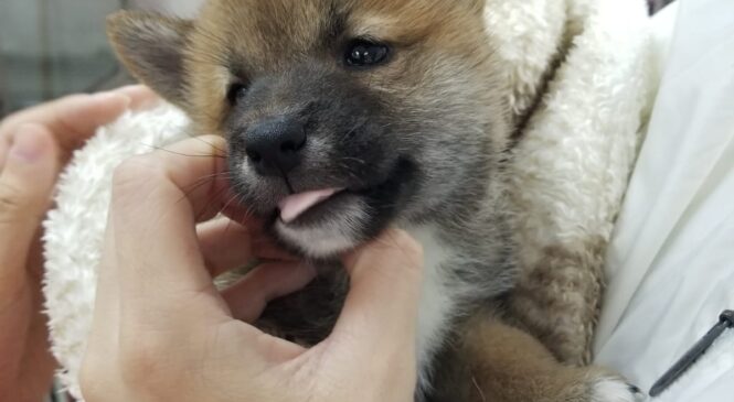 領養 柴犬BB (男) whatsapp (852)96919313