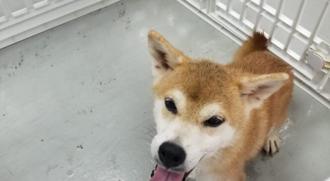 領養 柴犬 (女) whatsapp (852)96919313
