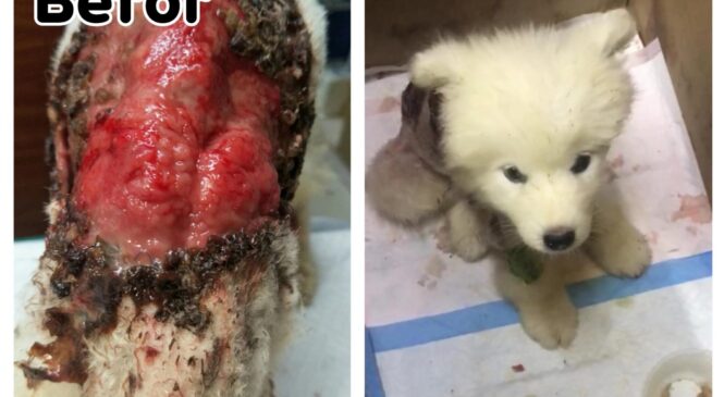 中國非牟利動物救援隊 – 西摩犬虐待事件