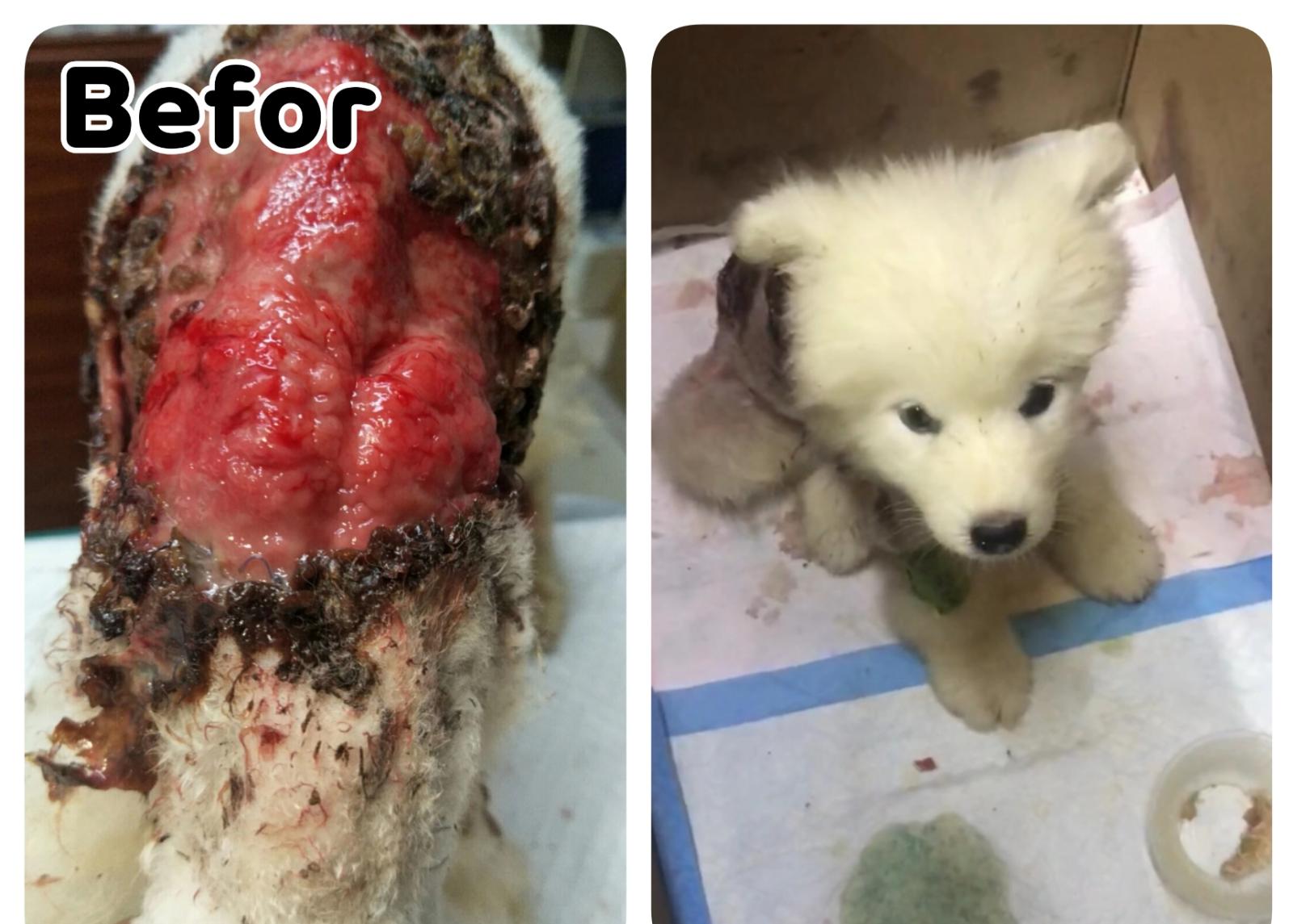 中國非牟利動物救援隊 – 西摩犬虐待事件