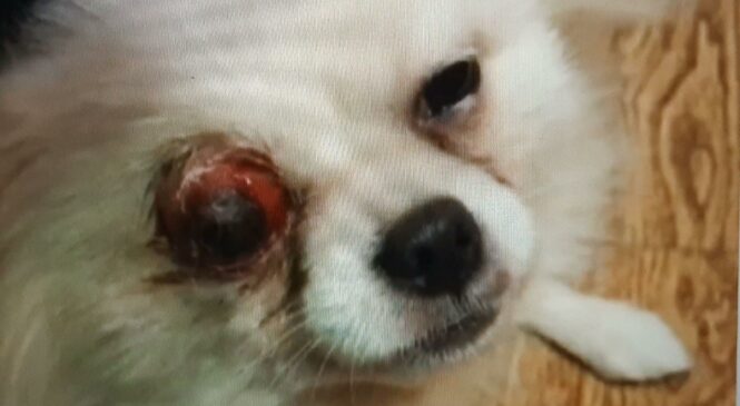 松鼠狗 眼球受傷 遺棄個案 – Arc 動物救援 2020年