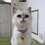 @arc.hk #貓咪領養 #britishshorthair #exoticshorthair