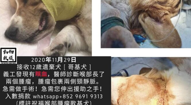 咳出血柯基犬遺棄個案 – Arc 動物救援 2020年
