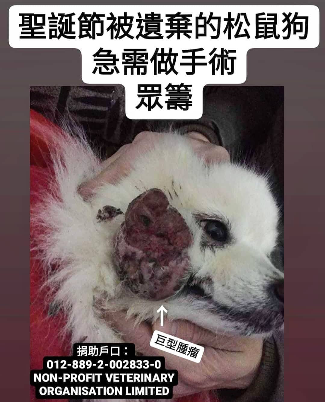 臉上長了一顆“巨型腫瘤”松鼠狗遺棄個案 – Arc 動物救援 2020年
