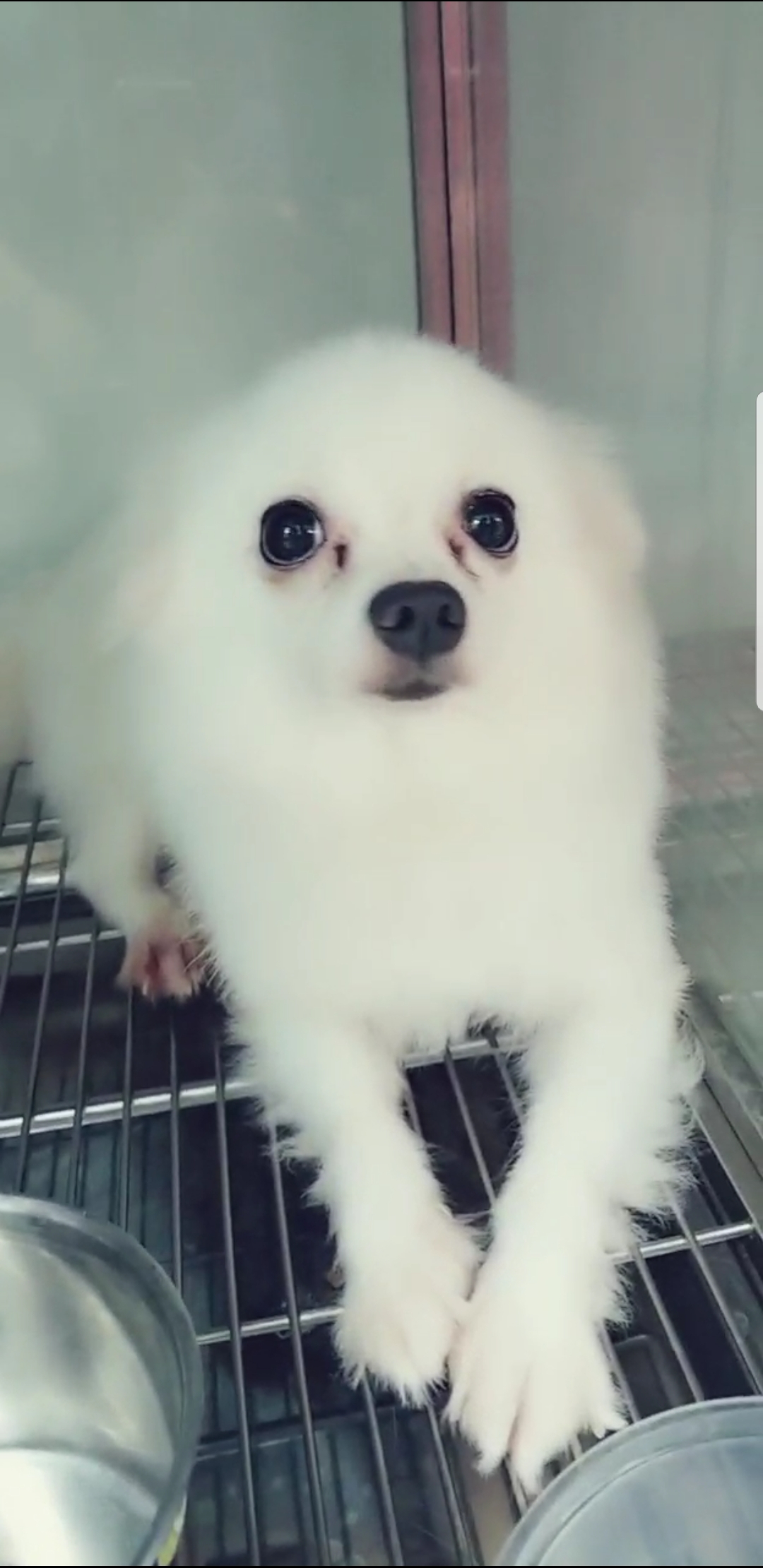 免費領養博美犬❤Tel :(852)96919313/ whatsapp : 92141178