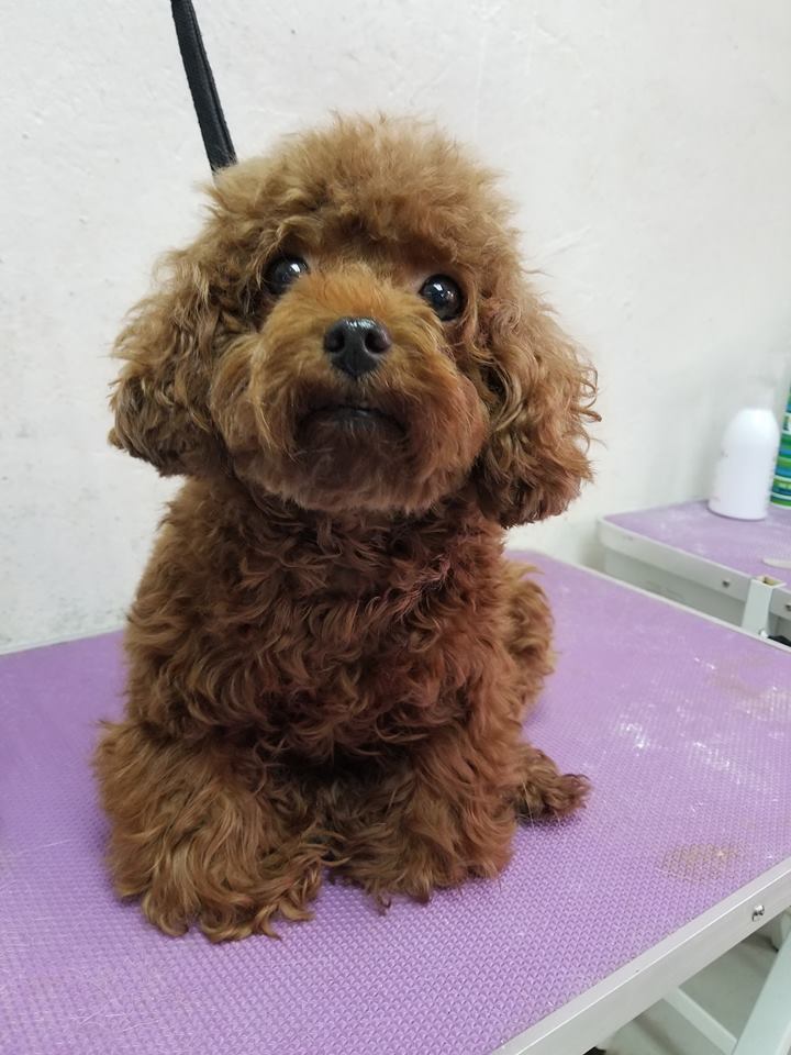 待領養貴婦狗poodle (女) (852)96919313/ whatsapp : 92141178