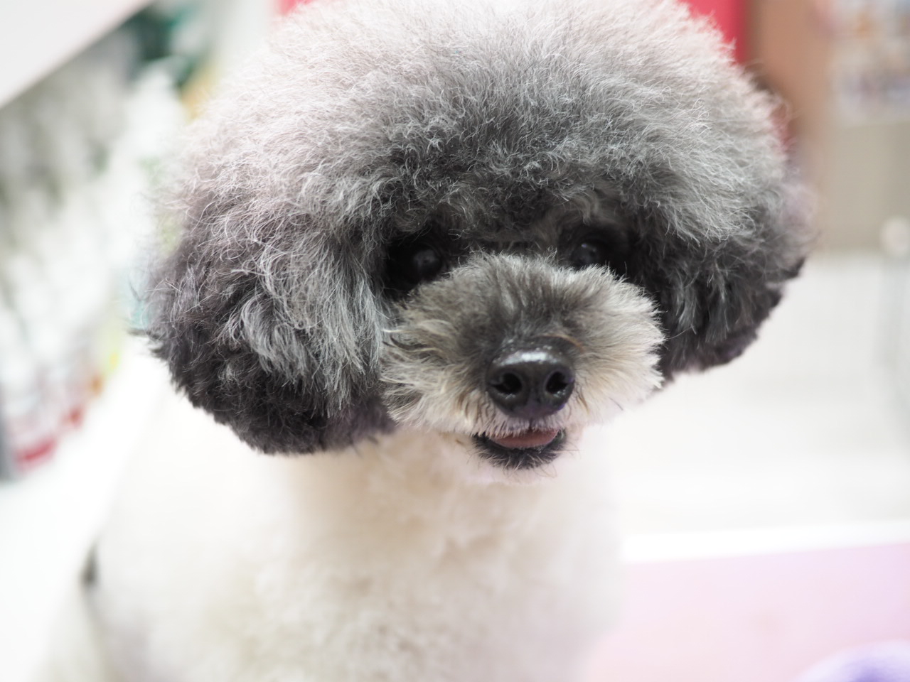 待領養poodle (女) (852)96919313/ whatsapp : 92141178