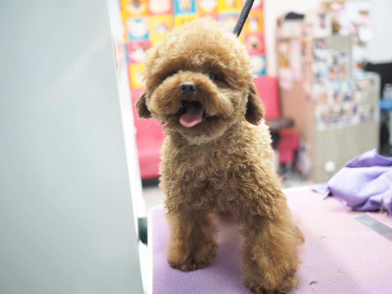 待領養poodle (女) (852)96919313/ whatsapp : 92141178