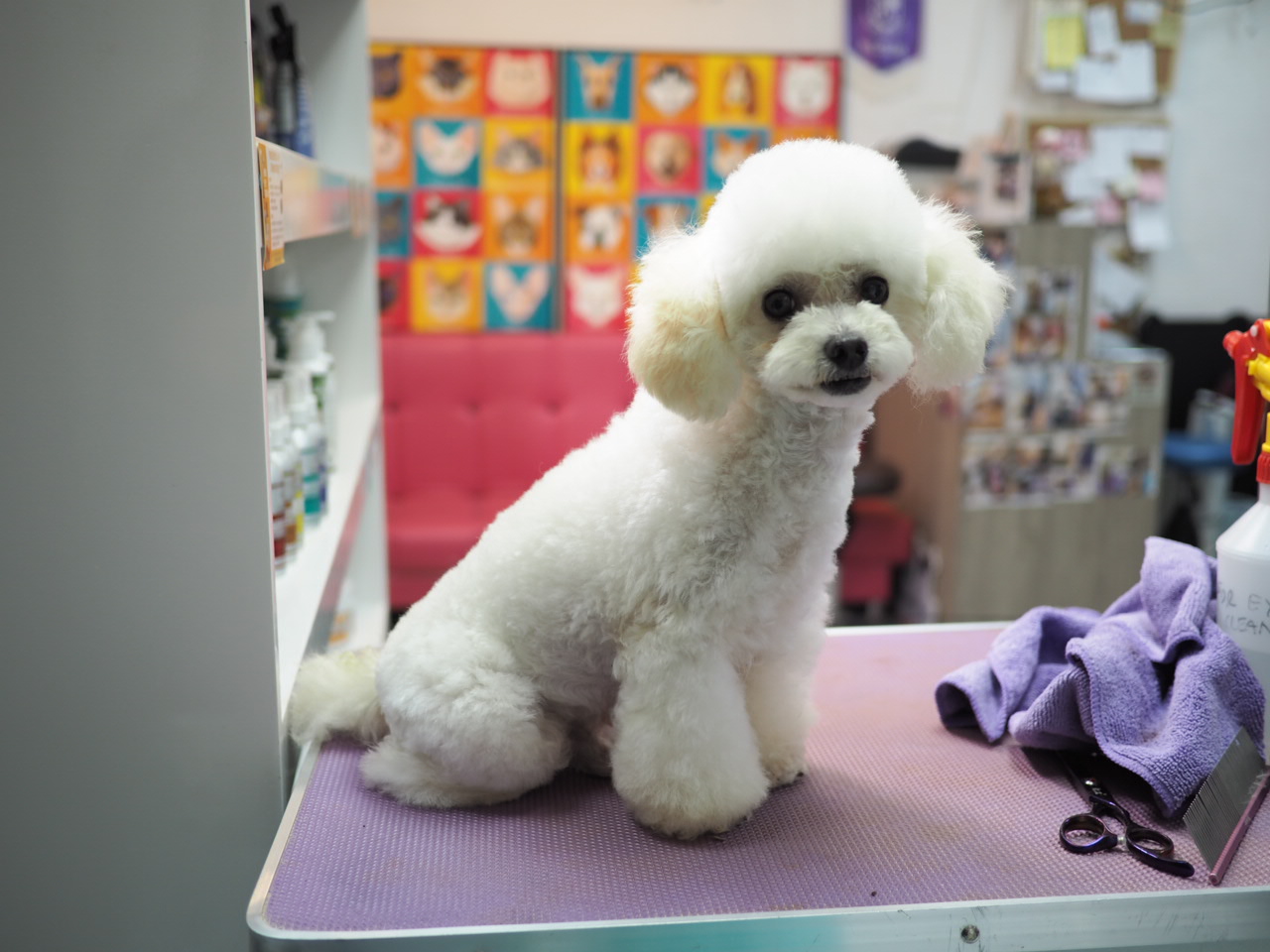 待領養poodle (仔) (852)96919313/ whatsapp : 92141178