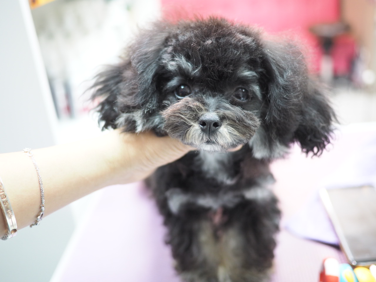 待領養poodle (女) (852)96919313/ whatsapp : 92141178