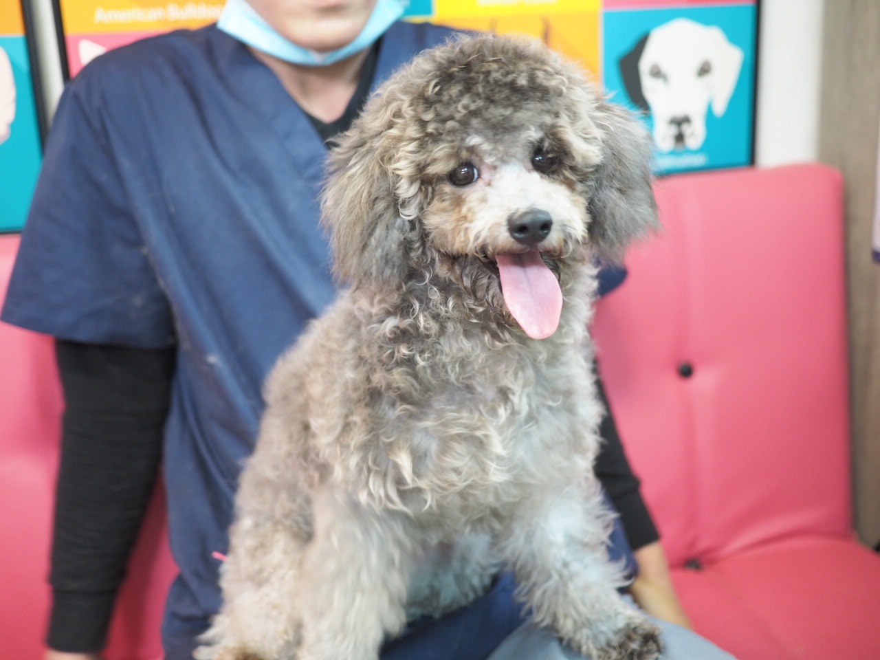 待領養poodle (女) (852)96919313/ whatsapp : 92141178