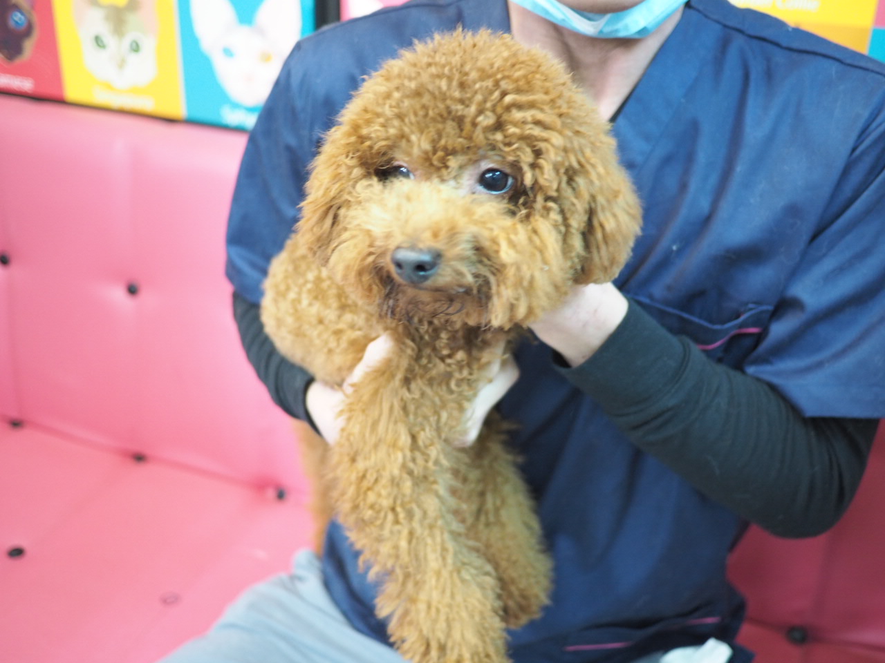 待領養poodle (仔) (852)96919313/ whatsapp : 92141178