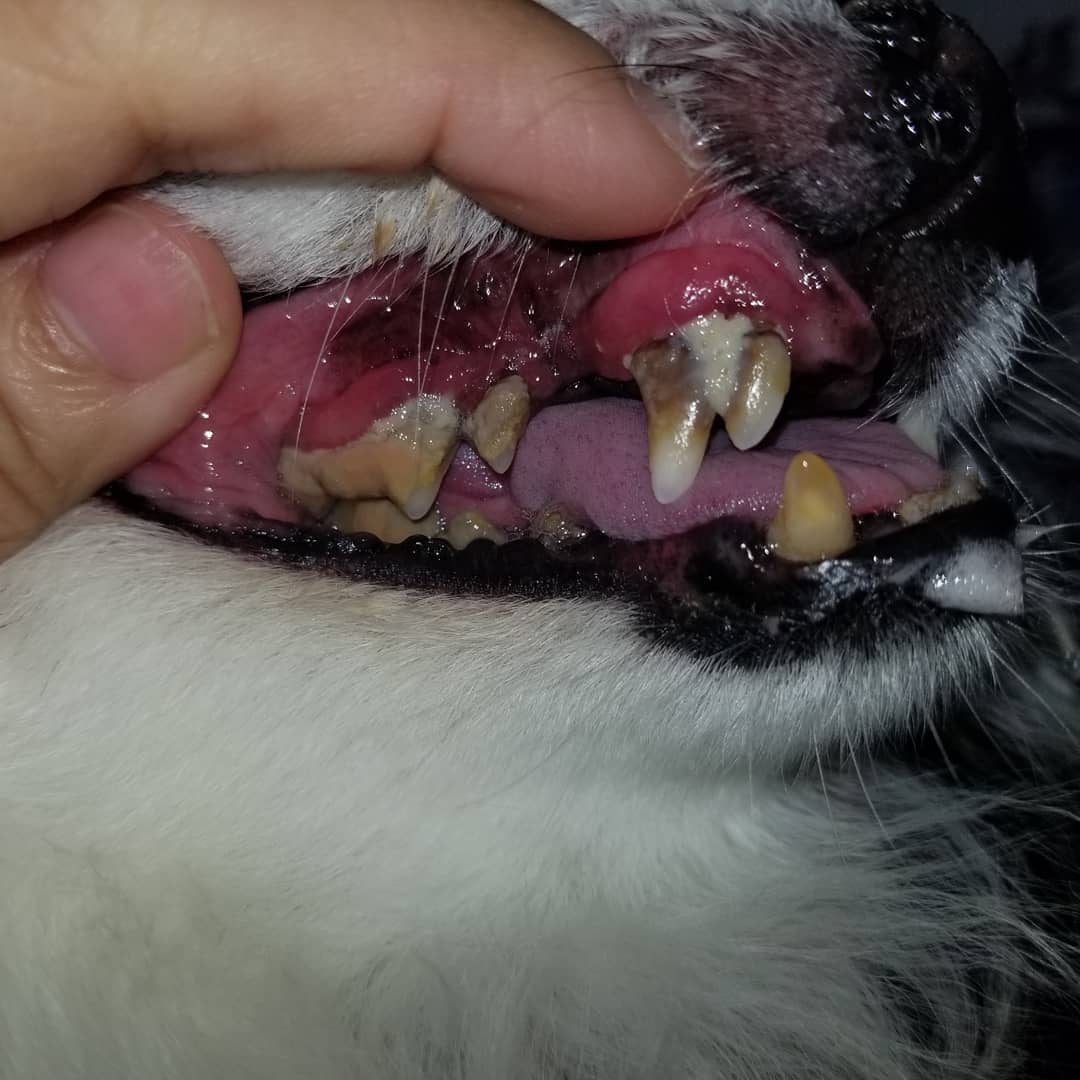 犬隻的牙齒構造