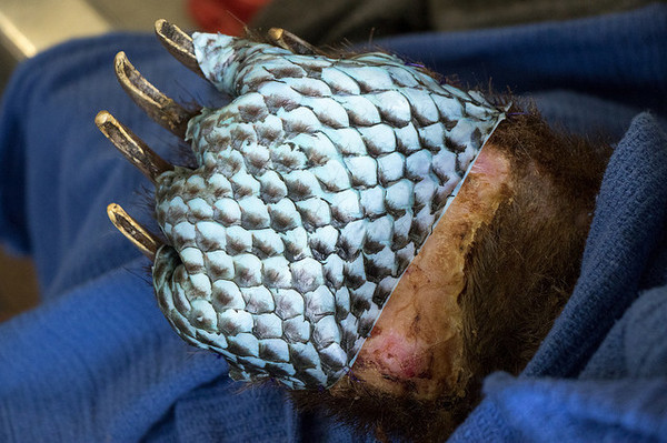 動物燒傷之魚皮治療 -加州漁業和野生動物局（CDFW）