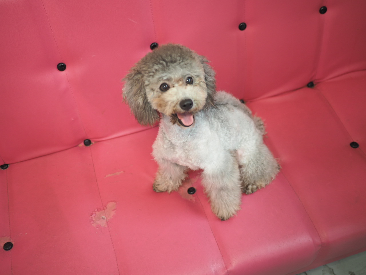 領養貴婦犬POODLE (女) (852)96919313/ whatsapp : 92141178 ｜ ARC｜寵物