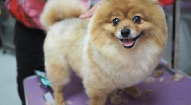 領養博美犬 亞洲非牟利動物救援有限公司 Arc