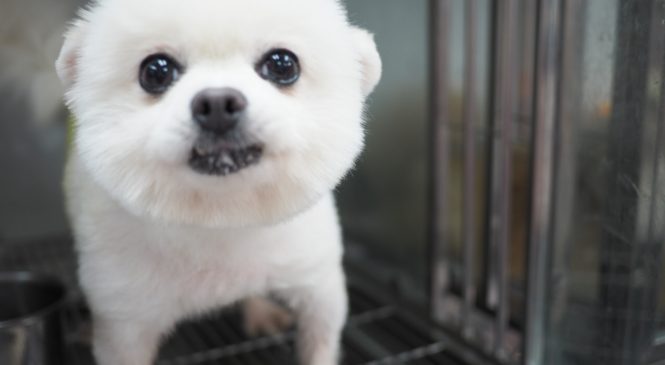 領養博美犬 亞洲非牟利動物救援有限公司 Arc