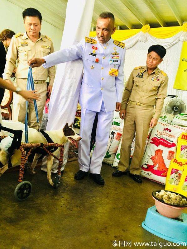 泰國流浪動物得照顧 拯救殘疾狗狗猫猫