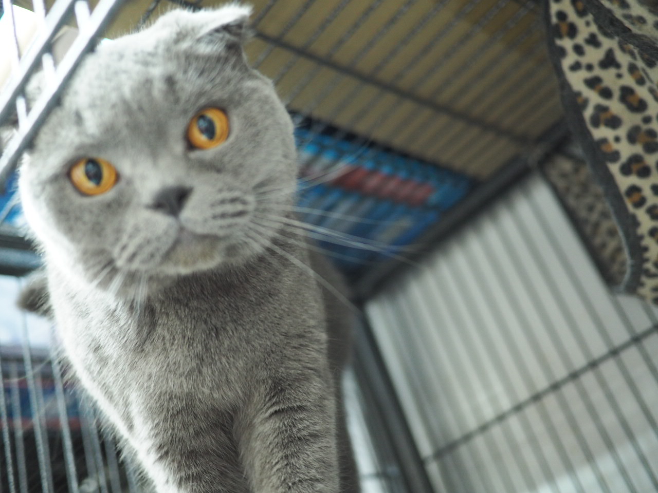 待領養摺耳短毛貓（British Shorthair）(女) (852)96919313/ whatsapp : 92141178