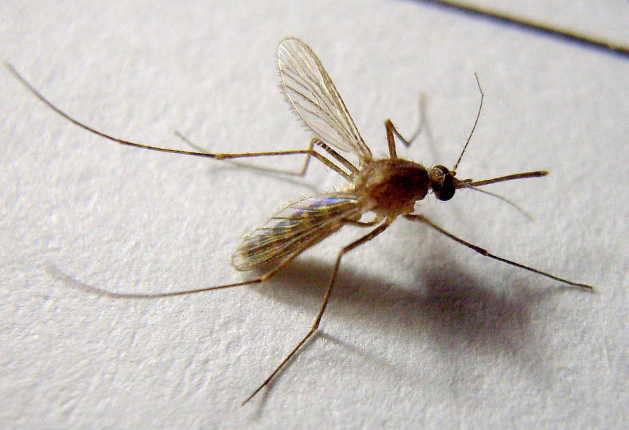 蒼蠅和蚊子會傳染什麼疾病?