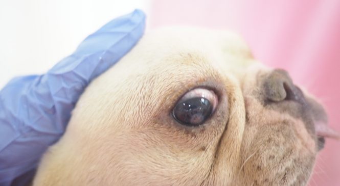 犬 亞洲非牟利動物救援有限公司 Arc